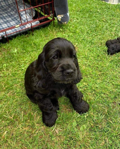 Kokr�pan�l� k adopci.