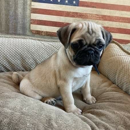 Kr�sn� �t���tka mopsl�k� k adopci.