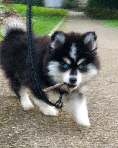 2 kr�sn� Pomsky �t��ata.