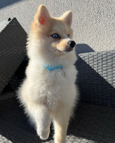 sladk� pomsky �t��ata.;/