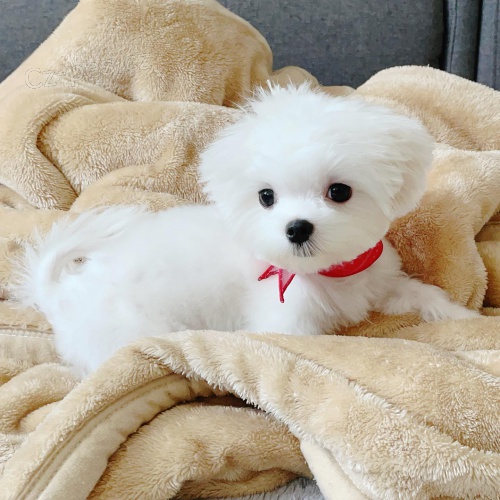 hezk� maltsk� �t���tka