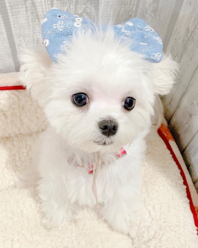 2 hezk� maltsk� �t���tka