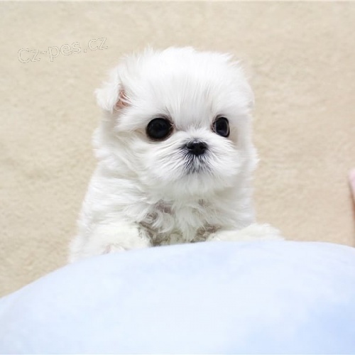 2 hezk� maltsk� �t���tka