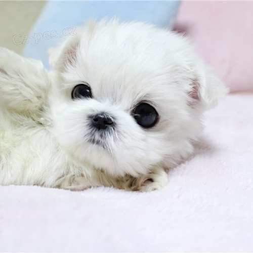 2 hezk� maltsk� �t���tka