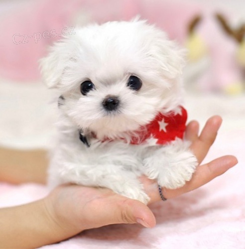 2 hezk� maltsk� �t���tka