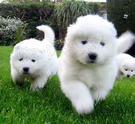 samoyed �t��ata