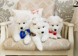 samoyed �t��ata ;*