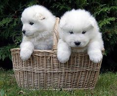samoyed �t��ata ;*