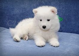 samoyed �t��ata ;*
