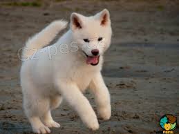 �t��ata Akita Inu
