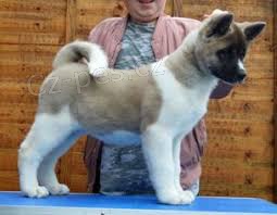 �t��ata Akita Inu
