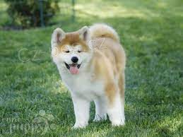 �t��ata Akita Inu