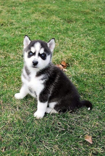 Ohromuj�c� �t��ata sibi�sk�ho huskyho.