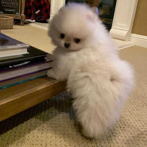 pomeransk� �t��ata