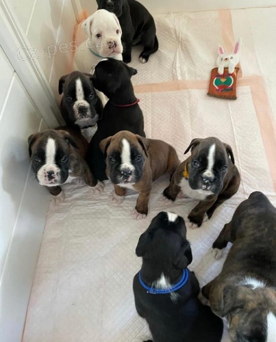 N�dhern� boxersk� �t��ata.