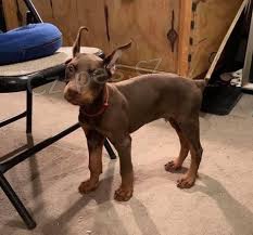 �t��ata doberman�