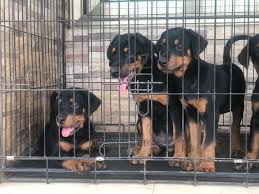 �t��ata doberman�