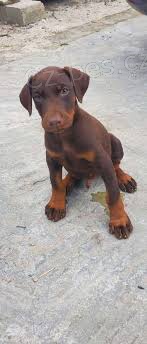 �t��ata doberman�