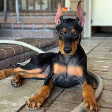 �t��ata doberman�