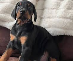 �t��ata doberman�