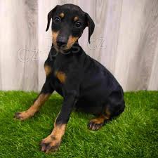 �t��ata doberman�