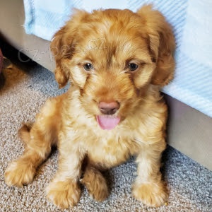 Prod�m �t��ata labradorsk�ho retr�vra.