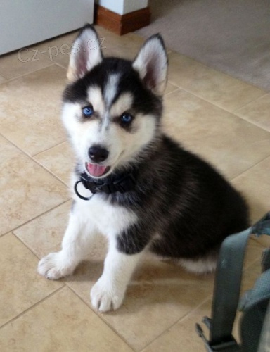 Rozko�n� �t���tka sibi�sk�ho huskyho s kr�sn�ma modr�ma o�ima.