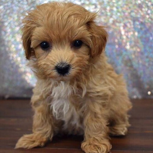 Rozko�n� �t��ata pudla.