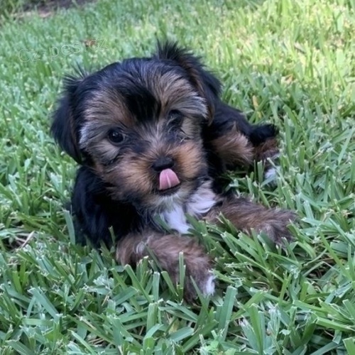 Rozko�n� �t��ata Yorkshirsk�ho teri�ra.