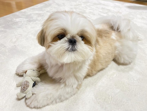 ڞasn� shih Tzu �t��ata.