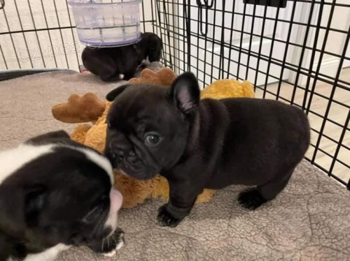 �t��ata francouzsk�ho buldo�ka.