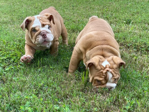 �istokrevn� �t��ata anglick�ho buldoka.