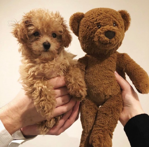 Kr�sn� �t���tka pudl�.