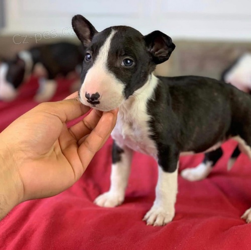 Kr�sn� �t��ata b���ho teri�ra.