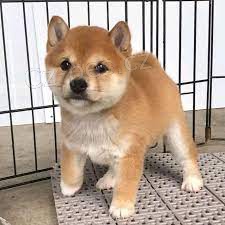 �t��ata Shiba Inu na prodej