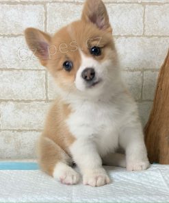 Prod�m �t��ata welsh corgi pembroke.
