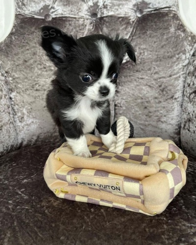 Kr�sn� �t���tka �ivavy.