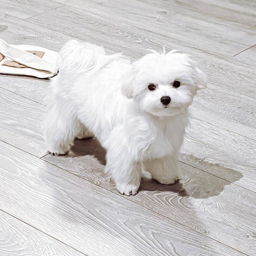 Kr�sn� maltsk� �t���tka.