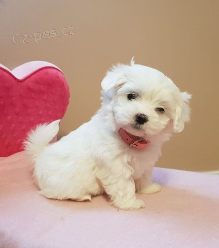 Prod�m mini �t���tka malt�z�ka.