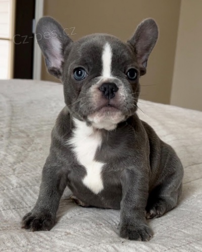 Prod�m kr�sn� �t��ata modr�ho francouzsk�ho buldo�ka.