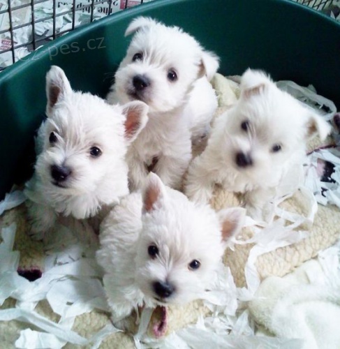 Prod�m mini o�kovan� a od�erven� �t��ata West Highland White Terriers