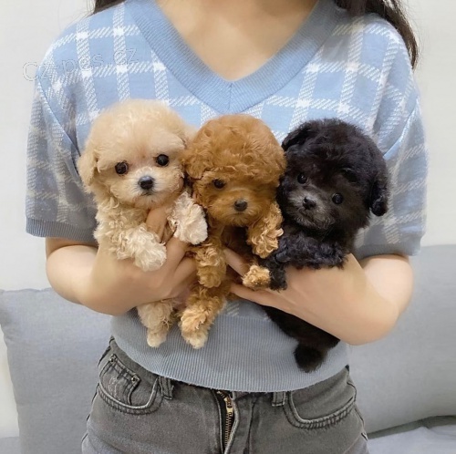 �t��ata pudla mini toy k adopci.