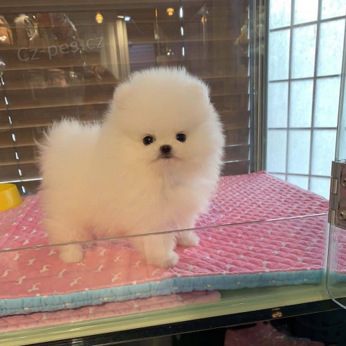 Registrovan� �t��ata Pomeranian.
