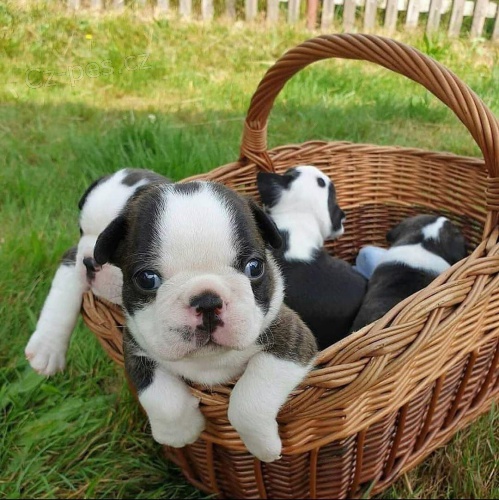 Registrovan� �t��ata Boston teri�ra.