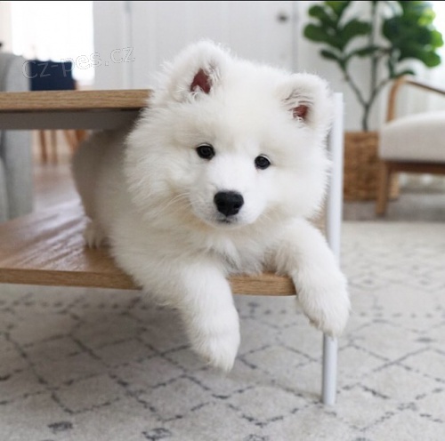 Registrovan� �t��ata Samoyed.