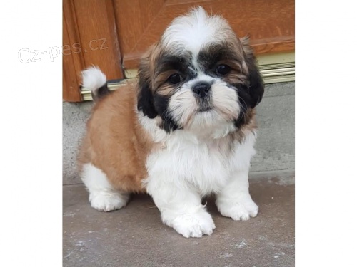 Registrovan� �t��ata Shih Tzu.