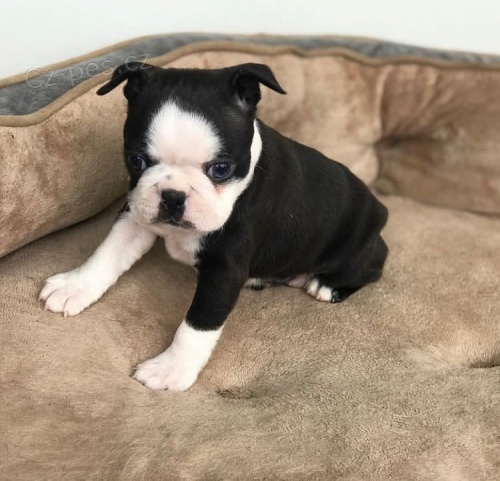 D�vky Bostonsk�ho teri�ra a �t��ata chlapc�.