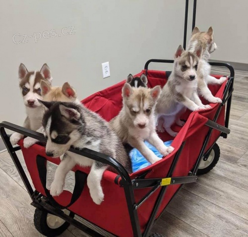 Sibi�sk� husky d�vky a �t��ata chlapce.