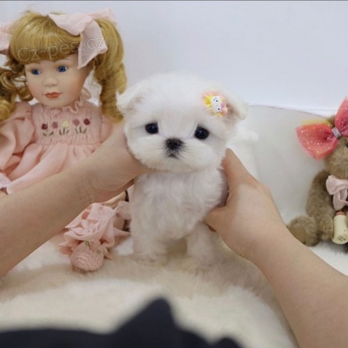 Prod�m �t��ata miniaturn�ho toy Pudla.