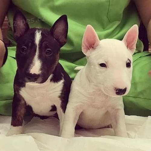 Prod�m roztomil� o�kovan� �t��ata fen a ps� anglick�ho bulteri�ra.